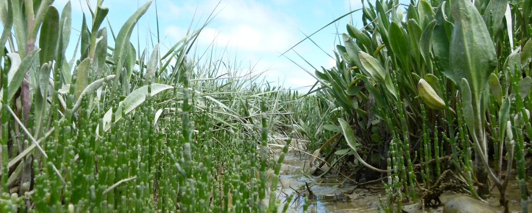 Salicorne en sortie nature baie de Somme